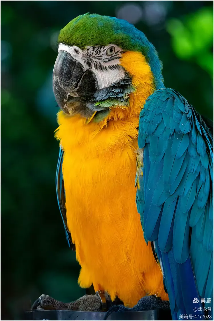 西双版纳曼婷皇家园林里的鹦鹉